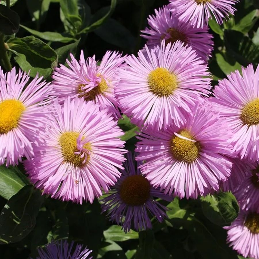 Мелколепестник (эригерон) Роза Джуэл - Dolina-Sad.Ru