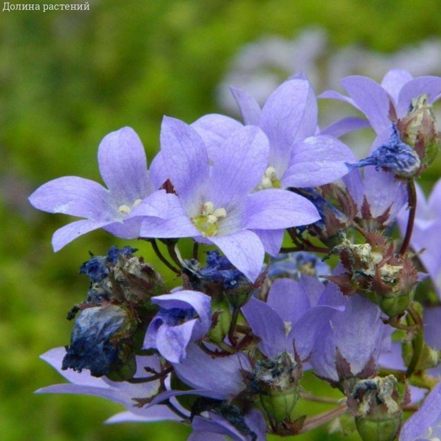 Колокольчик молочноцветковый Пуфф - Dolina-Sad.Ru