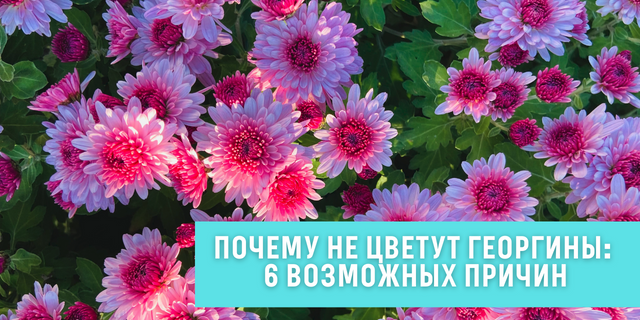 Почему не цветут георгины - 6 возможных причин