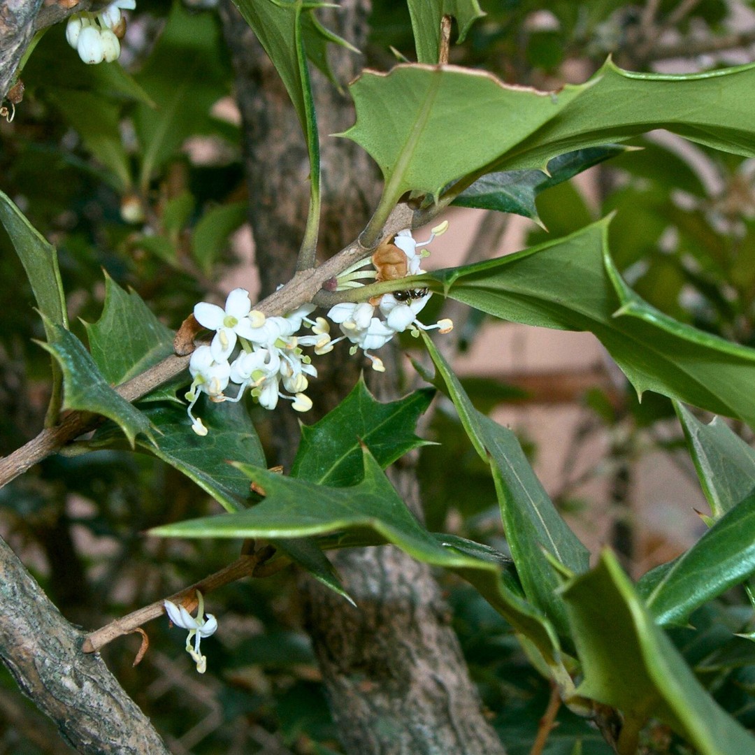 Osmanthus heterophyllus. Османтус остролистный. Osmanthus разнолистный. Osmanthus heterophyllus растение.