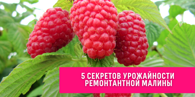 5 секретов урожайной ремонтантной малины