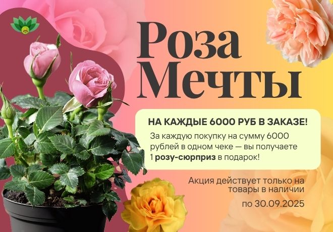 Роза мечты! Получи свою розу в подарок при заказе от 6000 руб! ЗАВЕРШЕНА