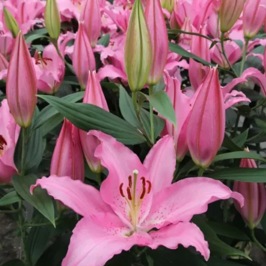 Лилия Катемака - Dolina-Sad.Ru