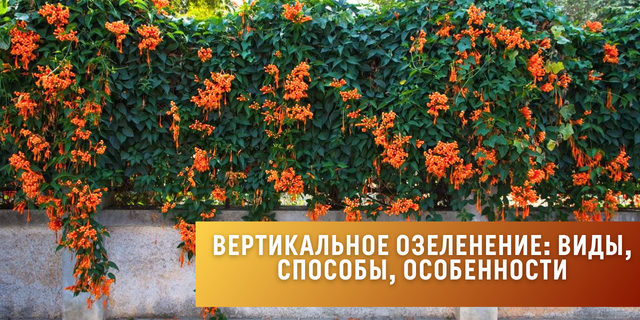 Вертикальное озеленение с помощью зеленых насаждений🌿