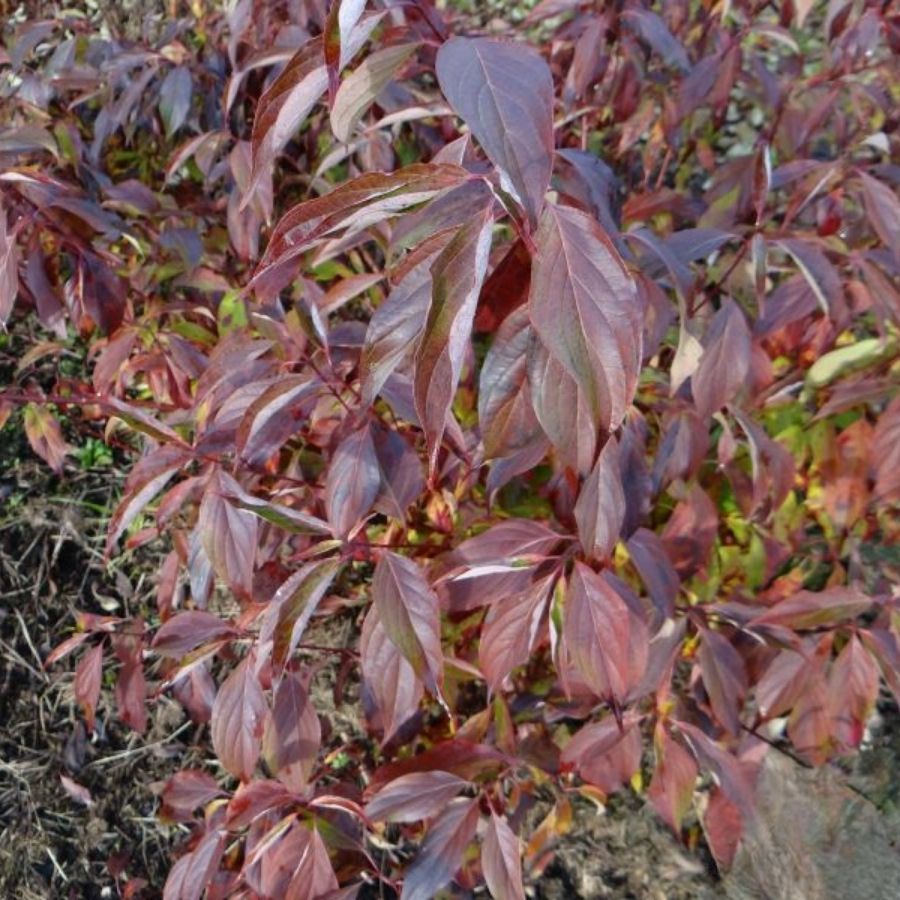 Дерен душистый Блю Клауд, С3 Дерен душистый Блю Клауд, С3 - Dolina-Sad.Ru