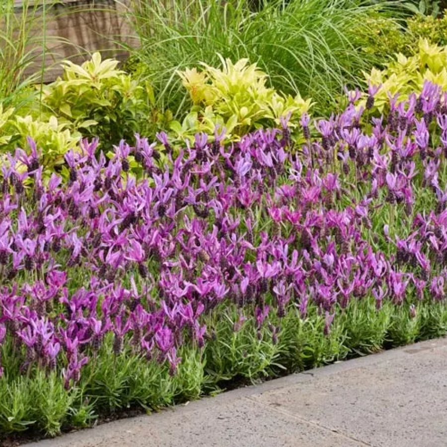 Лаванда французская Белла Тоскана Лаванда французская Белла Тоскана - Dolina-Sad.Ru