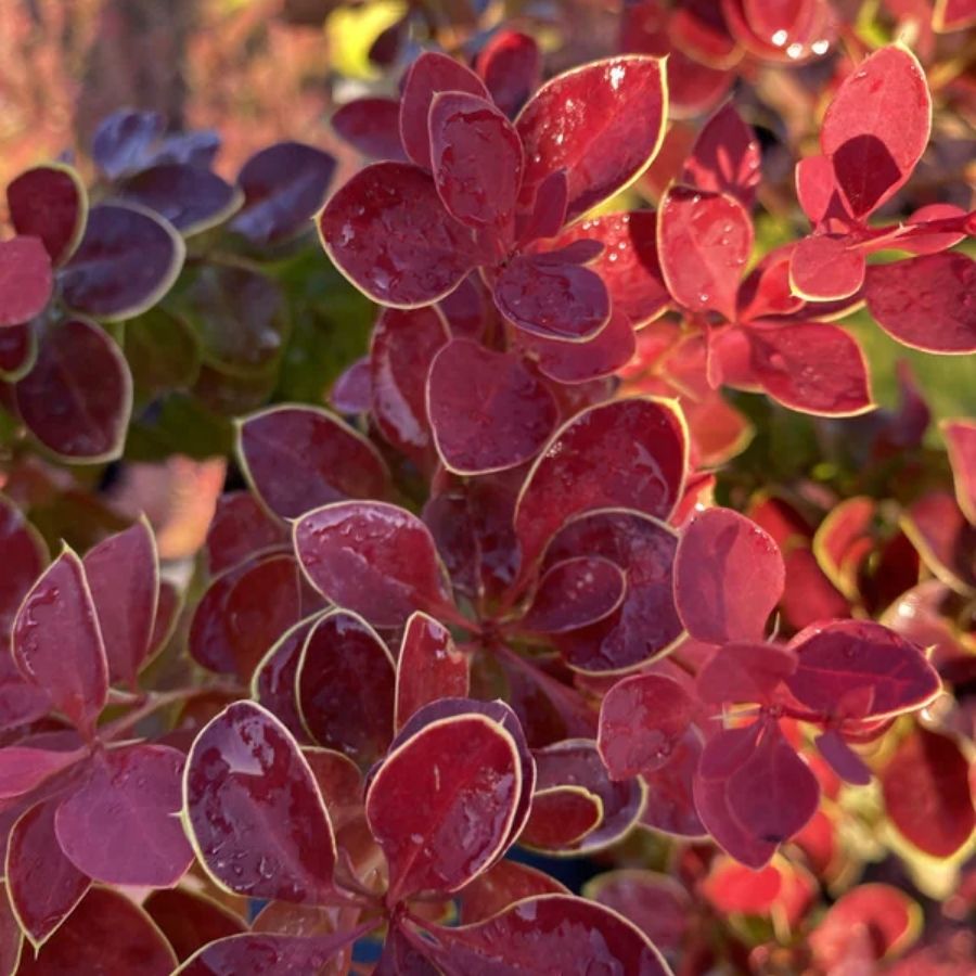 Барбарис Тунберга Чикита, С2 - Dolina-Sad.Ru