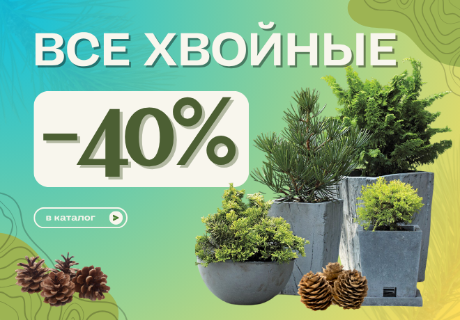ВСЕ ХВОЙНЫ -40%. УСПЕЙТЕ ЗАБРАТЬ ПО СКИДКЕ.ЗАВЕРШЕНА