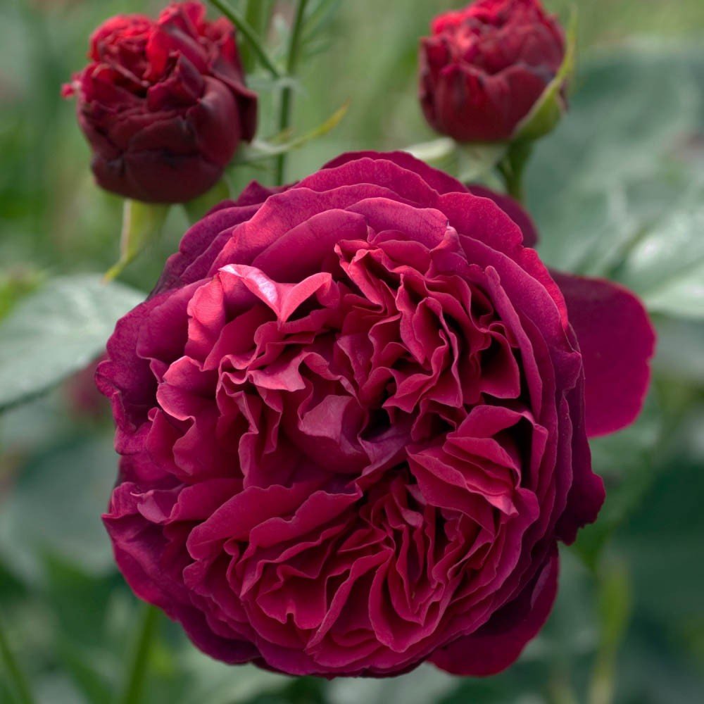 Роза английская дарси басселл фото