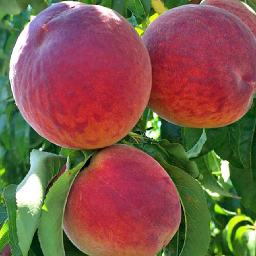 Персик Кардинал Персик Кардинал - Dolina-Sad.Ru