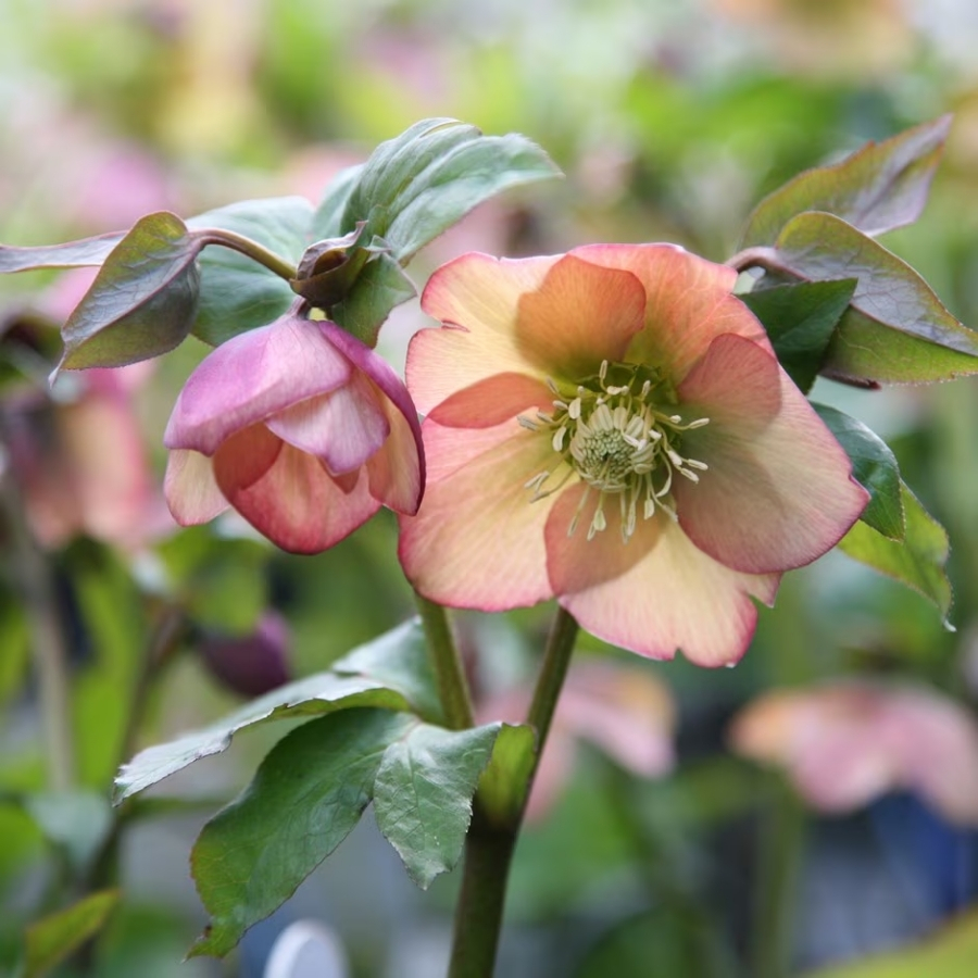 Морозник Априкот Морозник Априкот - Dolina-Sad.Ru