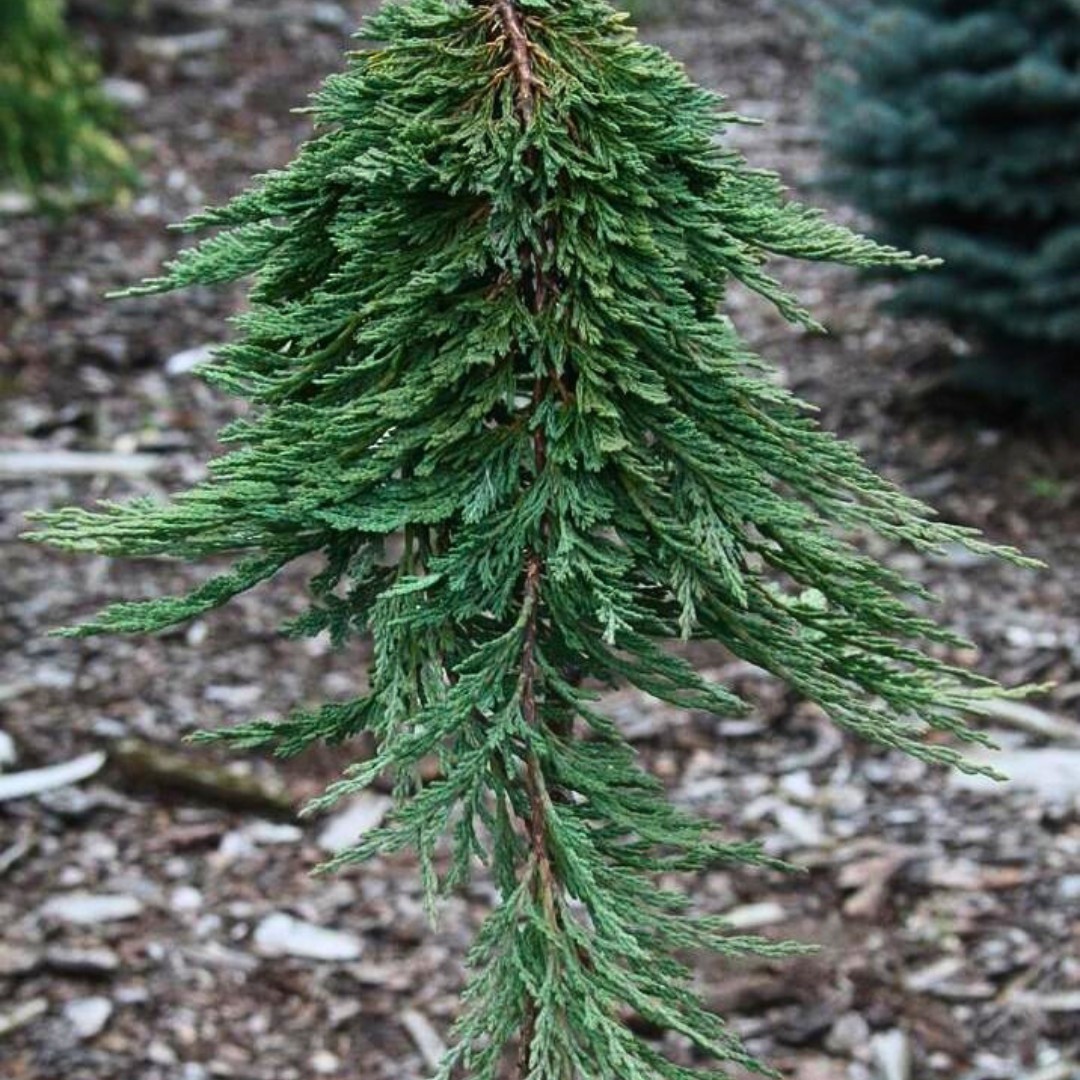 Juniperus horizontalis Pancake