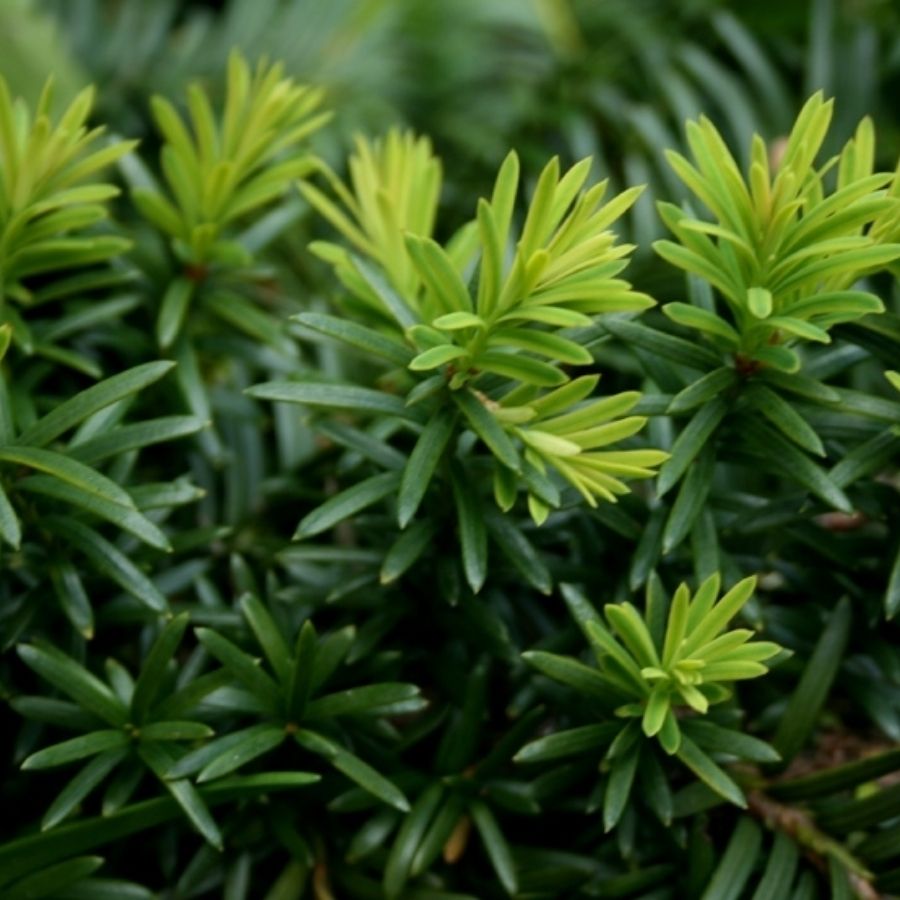 Тис средний Хикси, С3 - Dolina-Sad.Ru