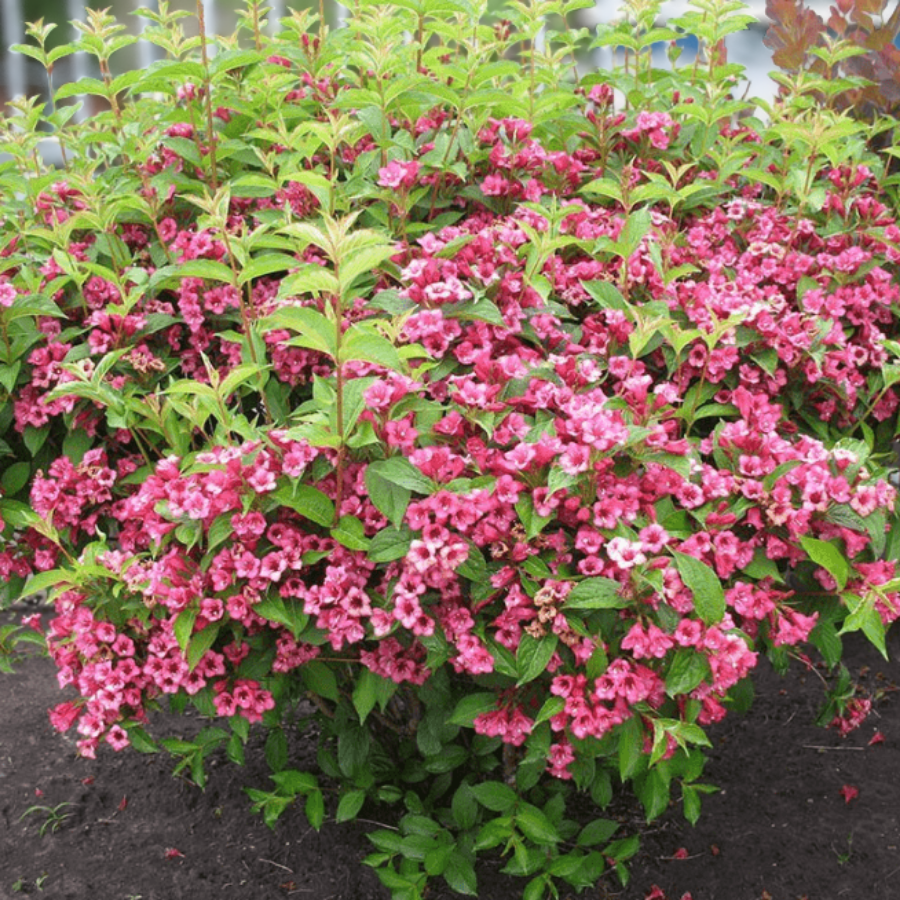 Вейгела ранняя Букет Роуз, С3 - Dolina-Sad.Ru