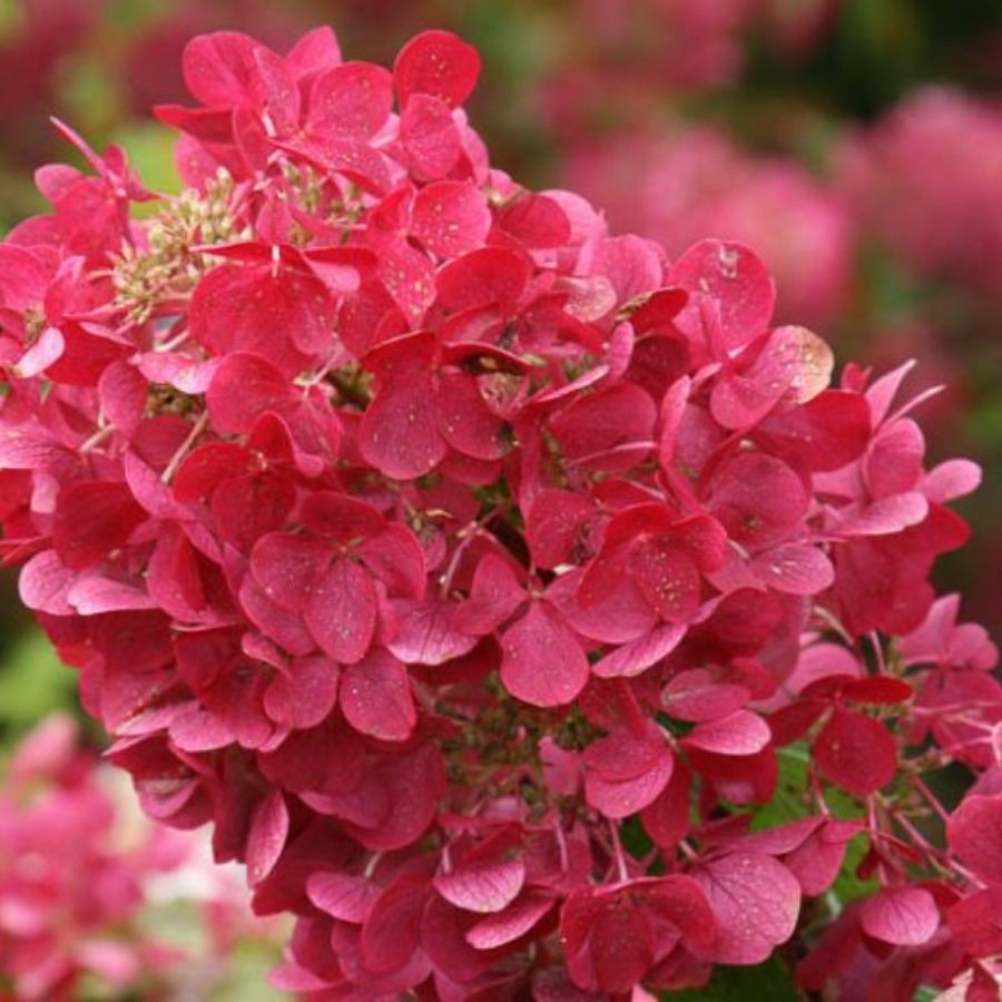 Гортензия метельчатая Даймонд Руж / Рендиа, С2 - Dolina-Sad.Ru