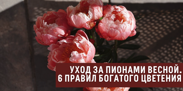 Весенний уход за пионами. 6 правил для получения здоровых кустов и богатого цветения