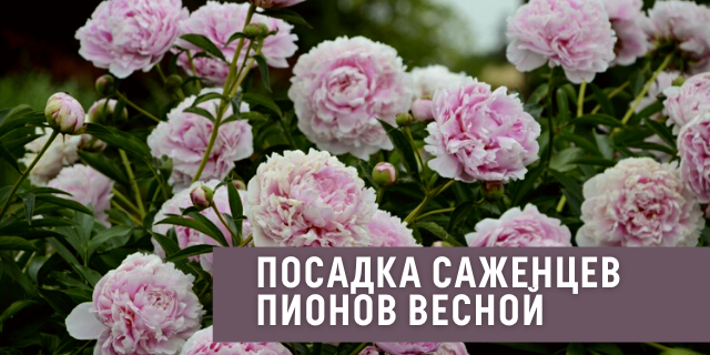 Стоит ли покупать саженцы пионов весной? Нюансы ухода за делёнками и подготовка их к посадке в грунт