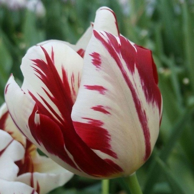 Мраморный тюльпан фото