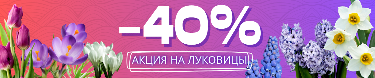 акция на луковицы
