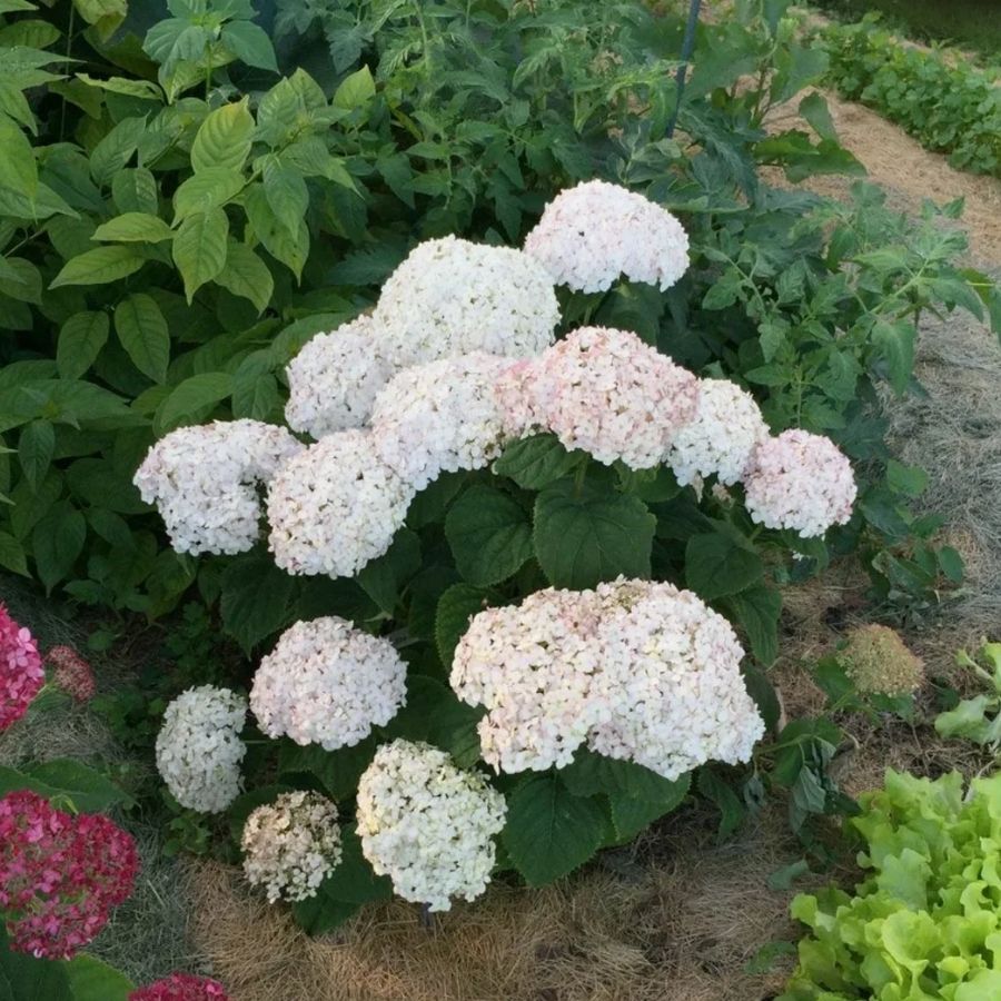 Гортензия древовидная Кендибель МиниБель, С2 - Dolina-Sad.Ru