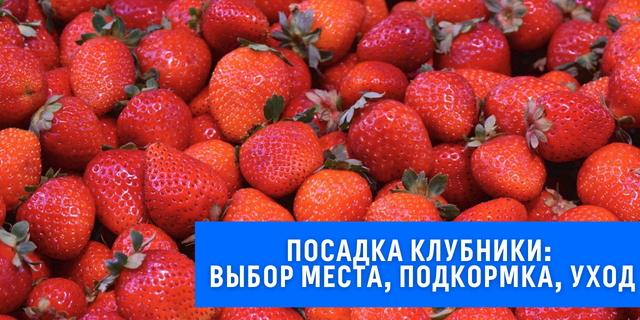 Уход за клубникой после посадки 🍓🌱