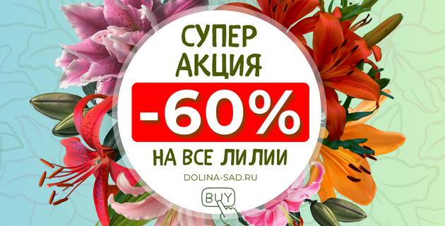 🔥АКЦИЯ НА ВСЕ ЛИЛИИ -60%😍🪷 ВСЕГО 2 НЕДЕЛИ. ЗАВЕРШЕНА.