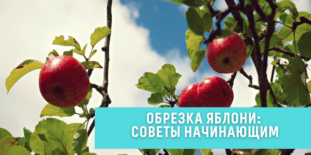 Обрезка яблони - советы для начинающих🍏