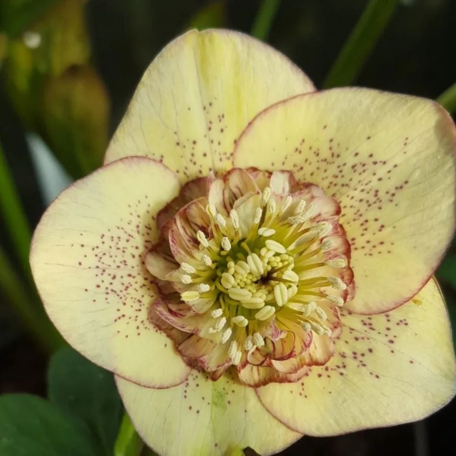 Морозник Еллоу Спот Морозник Еллоу Спот - Dolina-Sad.Ru