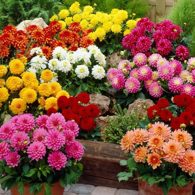 Георгины Dahlia Mix