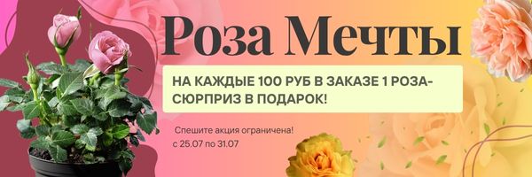 роза акция роза акция