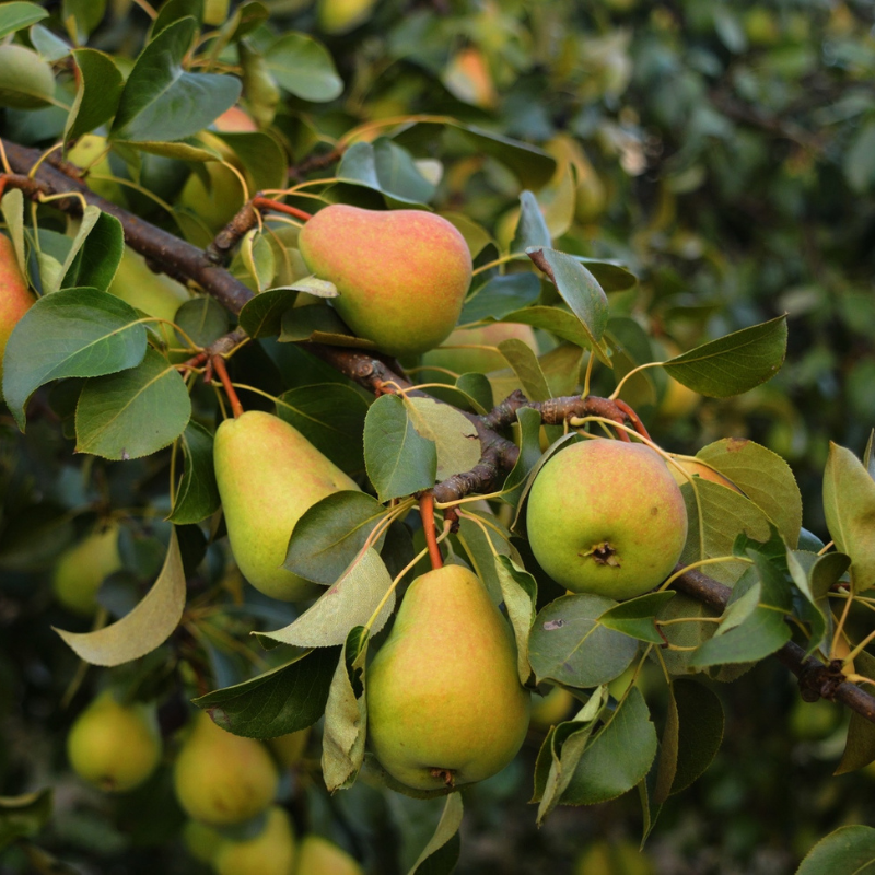 Груша Чижовская. Груша крупноплодная Сусова. Груша "Чижовская" Pyrus communis. Сорт груши Чижовская.