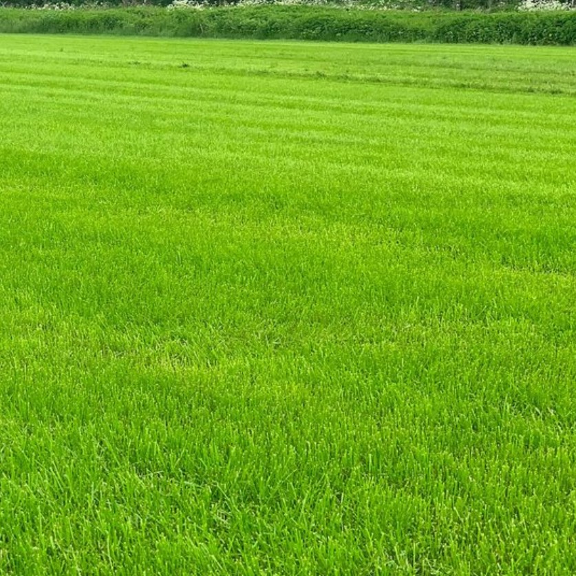 Газонная трава Солнечная поляна, 1 кг - Dolina-Sad.Ru