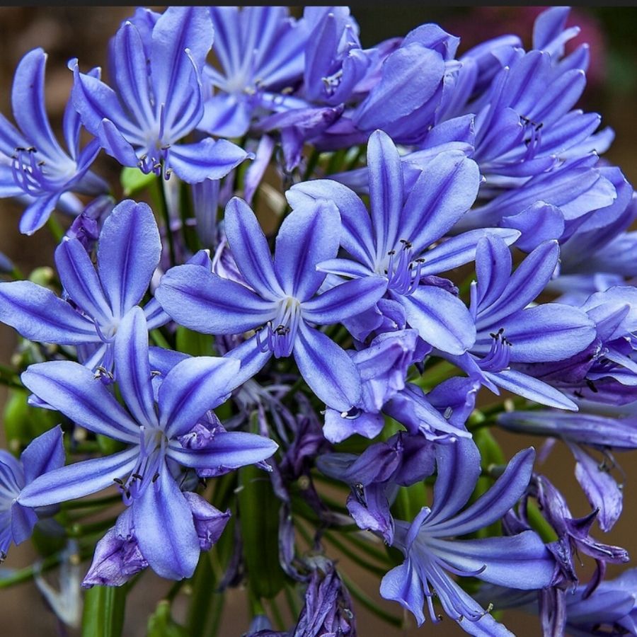 Агапантус Блю Гигант Агапантус Блю Гигант - Dolina-Sad.Ru