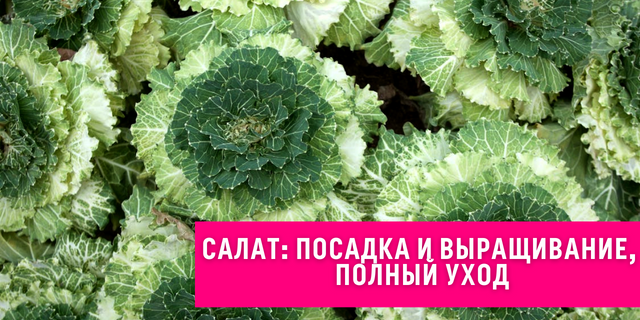 Салат: посадка и выращивание🥬