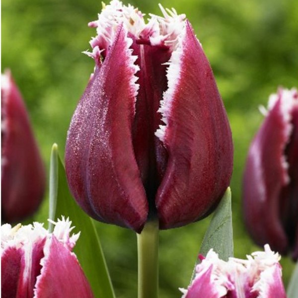 Тюльпан сан клементе фото и описание