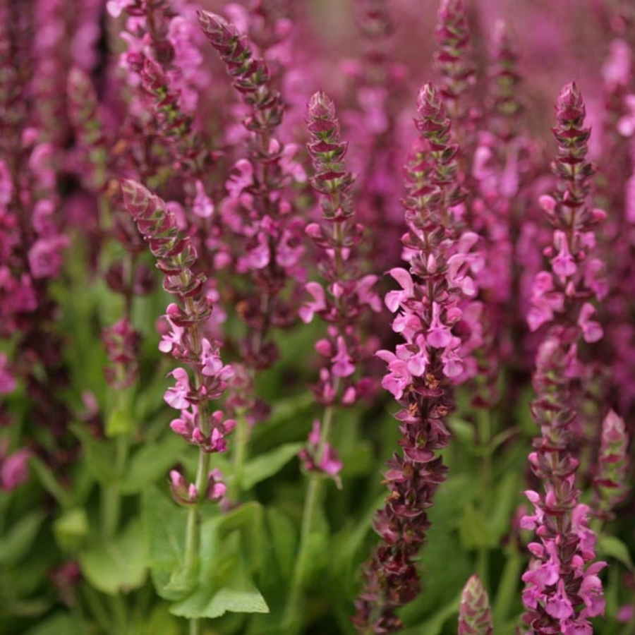 Шалфей дубравный Сенсейшн Компакт Роуз Шалфей дубравный Сенсейшн Компакт Роуз - Dolina-Sad.Ru