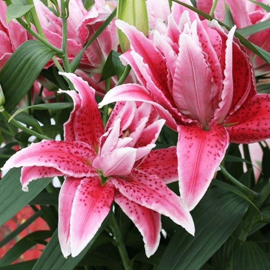 Лилия Роузлили Талисса - Dolina-Sad.Ru