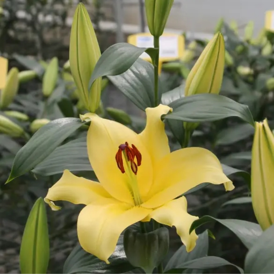 Лилия Элдорет - Dolina-Sad.Ru