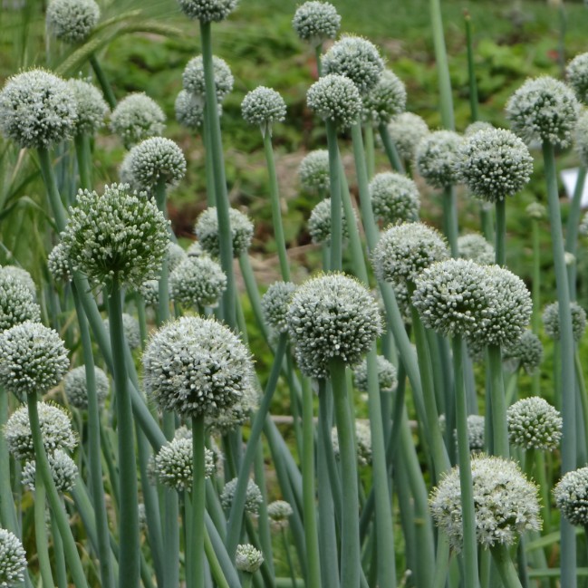 Allium сера