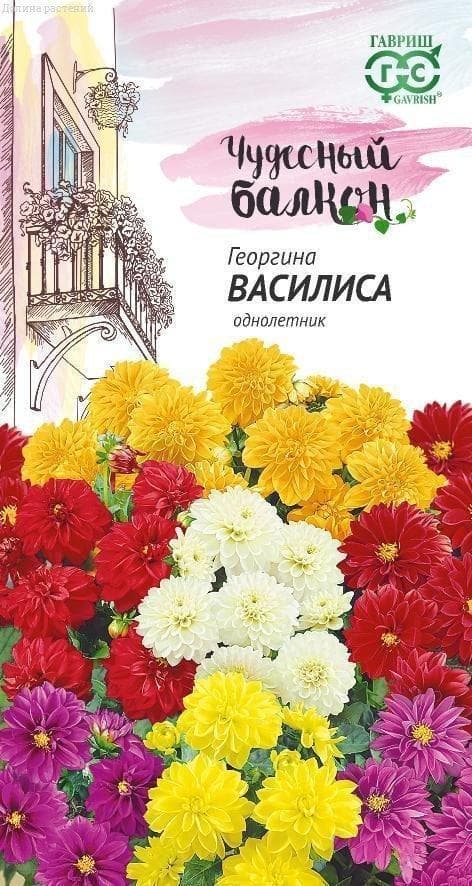 Георгина Василиса "Чудесный балкон" фото