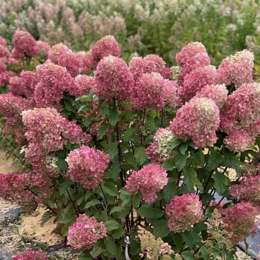 Гортензия метельчатая Краса Лесково, С2 - Dolina-Sad.Ru