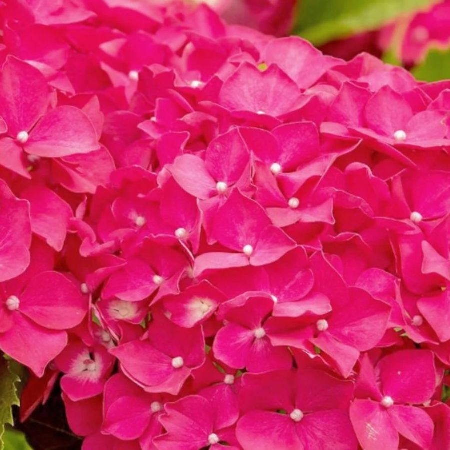 Гортензия крупнолистная Ребелион Феррари Лав Гортензия крупнолистная Ребелион Феррари Лав - Dolina-Sad.Ru