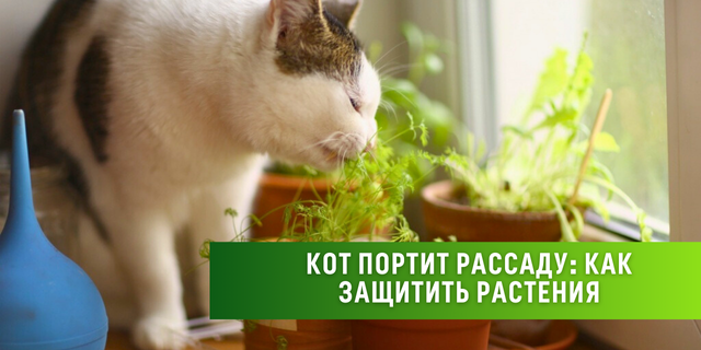 Кот портит рассаду: как защитить растения