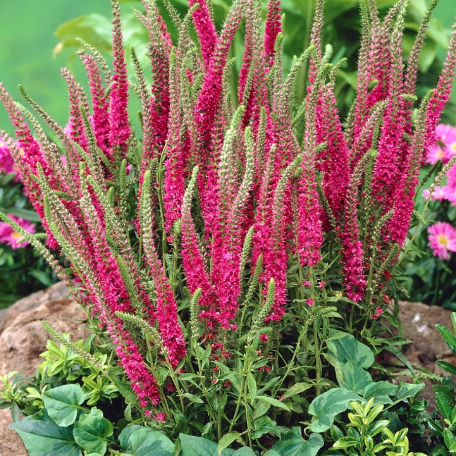 Вероника колосковая (Veronica spicata )