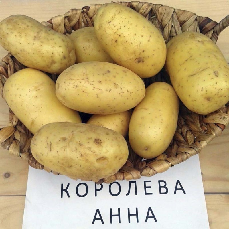 Семенная картошка картинки