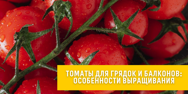 Томаты для грядок и балконов: особенности выращивание🍅