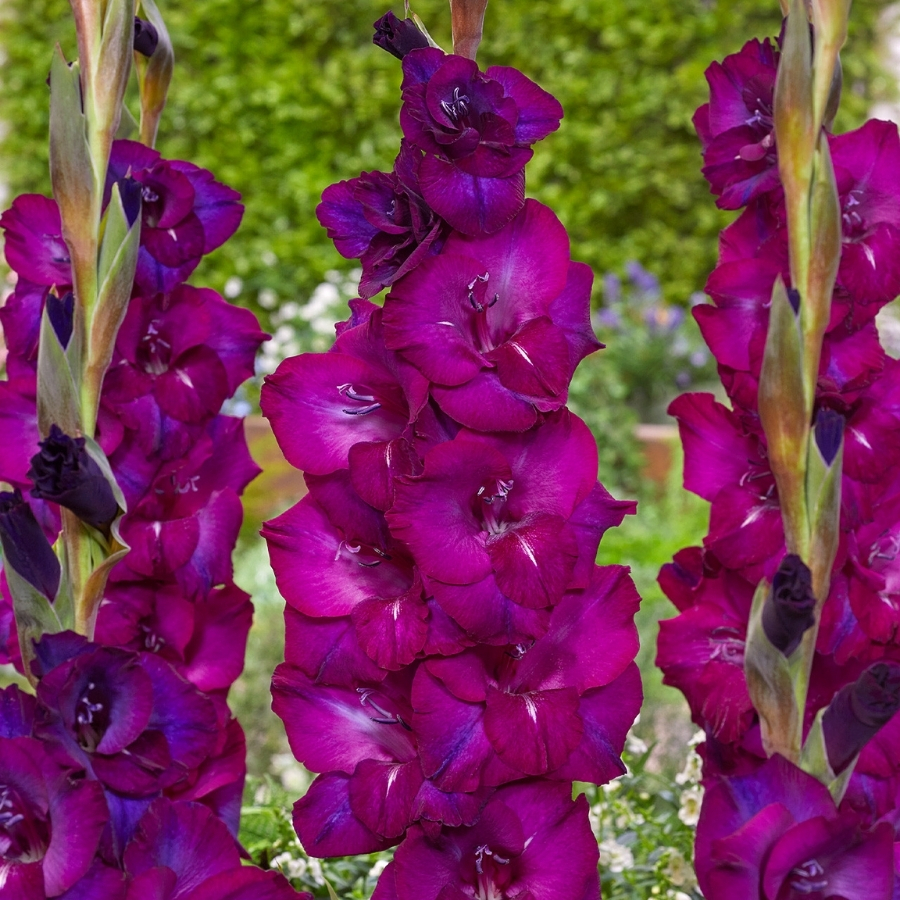 Гладиолус Некст Левел - Dolina-Sad.Ru