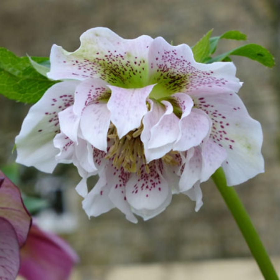 Морозник Дубль Вайт Спот Морозник Дубль Вайт Спот - Dolina-Sad.Ru