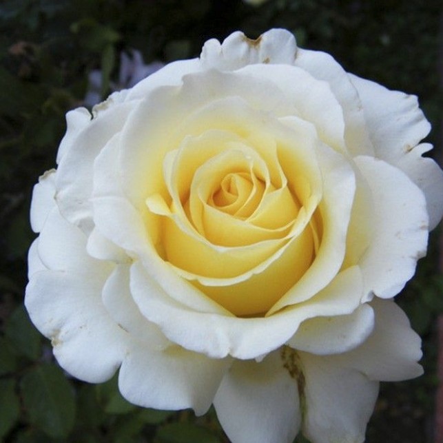 Сорт розы анастасия фото