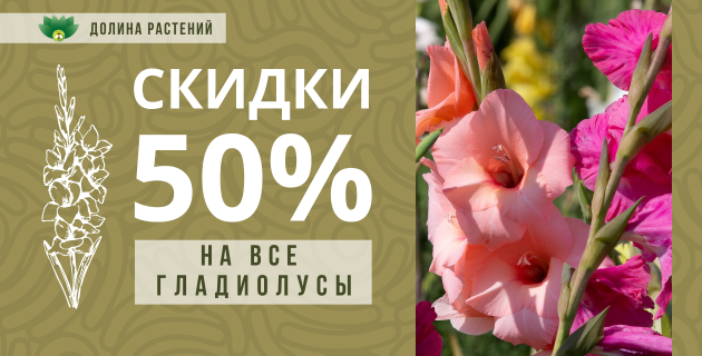 🌸-50% НА ВСЕ ГЛАДИОЛУСЫ🔥. УСПЕЙТЕ ЗАБРАТЬ ПО СУПЕРЦЕНЕ.💰ЗАВЕРШЕНА